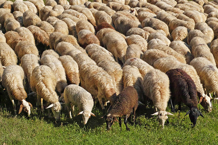 牧场上厚的羊群图片