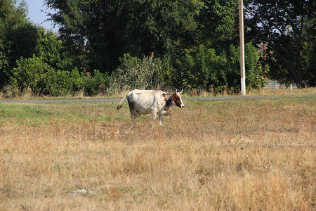 母牛在有干草的地上吃草图片
