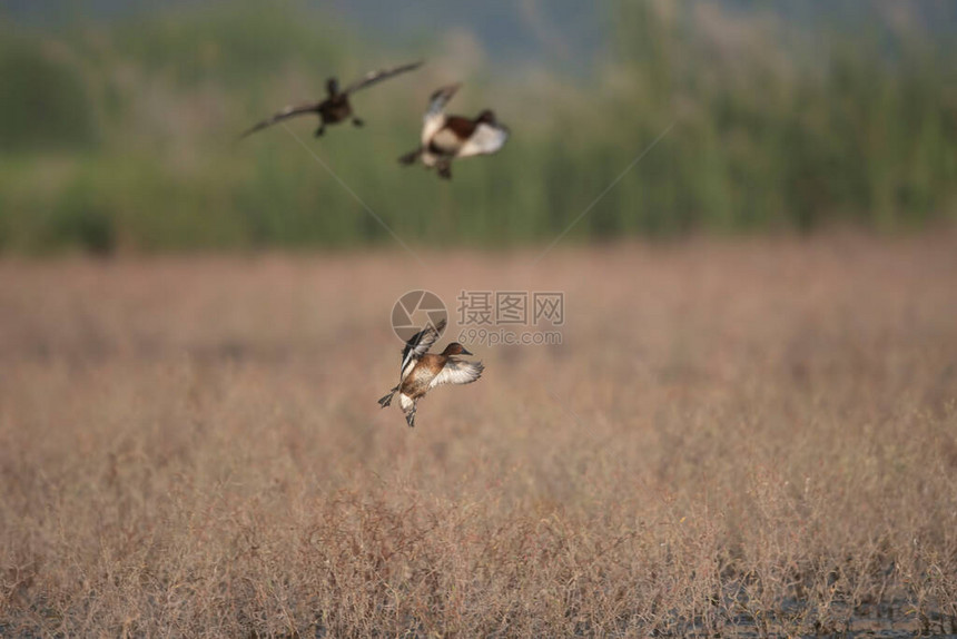 铁皮鸭登陆湿地图片