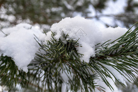 俄罗斯雪中的树枝图片