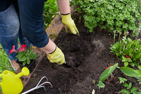戴手套的园丁用手松开肥沃的土壤图片