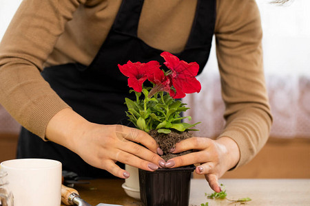 一位年轻的家庭主妇正在花盆里种花在家种植花卉和家庭植物手的特写图片