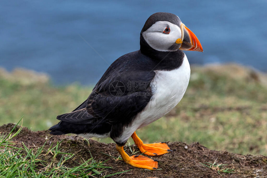 米基内斯岛的Puffin图片