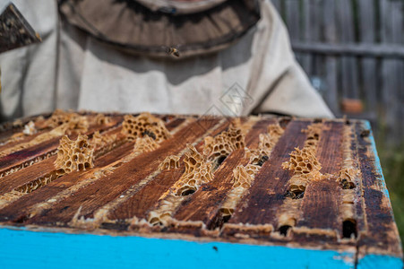 养蜂人打开蜜蜂屋的图片