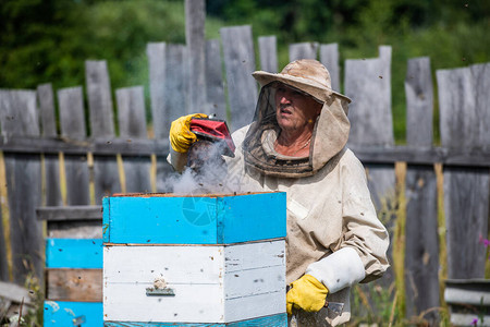 生态养蜂和蜜生产业务养蜂人用烟雾熏蒸蜜蜂以清除蜂房中的蜂背景图片