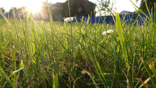 草地日落大自然清晨阳光图片