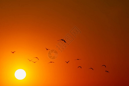 一群鸟儿在橙色和黄色的天空中飞翔图片