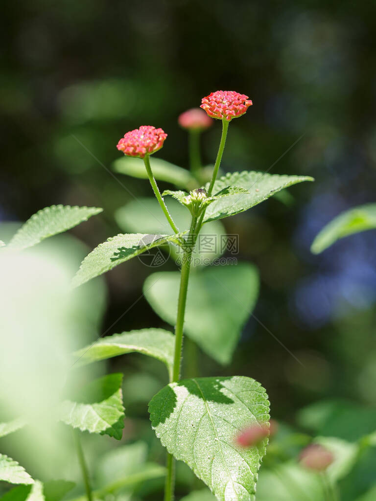 红花LantanaCamara美图片