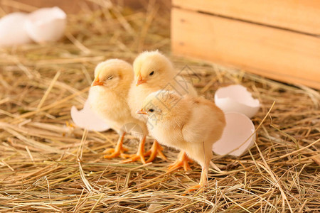农场里可爱的小鸡图片