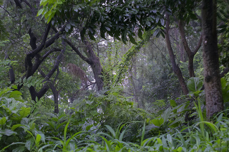 雨季的森林季风库存图片印度图片