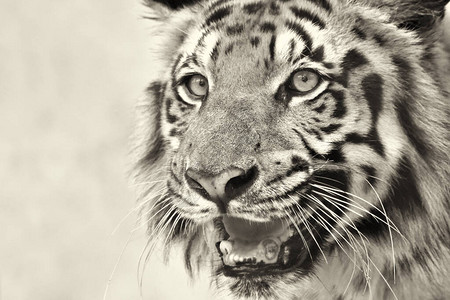 皇家孟加拉虎PantheraTigris西孟加拉邦印度的美丽愤怒的脸有色图像它是最大的猫科动物背景图片