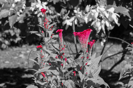 艺术花朵形象红花瓣对抗黑白反向对比的背地图片