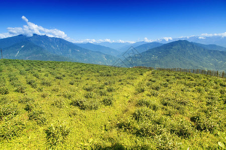 锡金拉万的Temi茶园图片