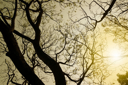 冬季无叶的树枝图片