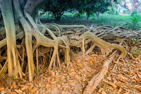 棕色干叶仍然躺在树根旁的地上图片