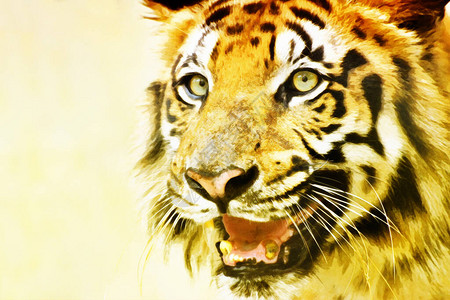 皇家孟加拉虎PantheraTigris西孟加拉邦印度的美丽愤怒的脸有色图像它是最大的猫科动物背景图片