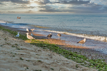 夏季海滨日落有步行的海鸥图片