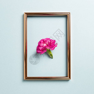 蓝色背景上贴有照片框的粉红康南花平面最高视图图片