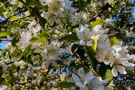 春天苹果树开花分支的视图图片