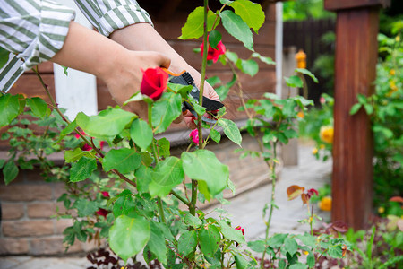 特写女人花店照顾鲜花红玫瑰在室外花园图片