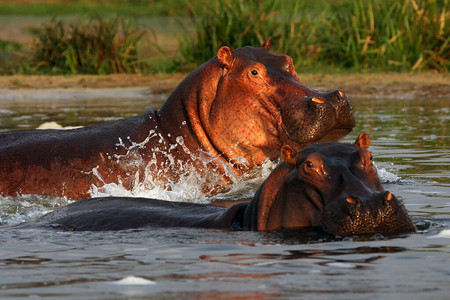 普通河马Hippopopotamus图片