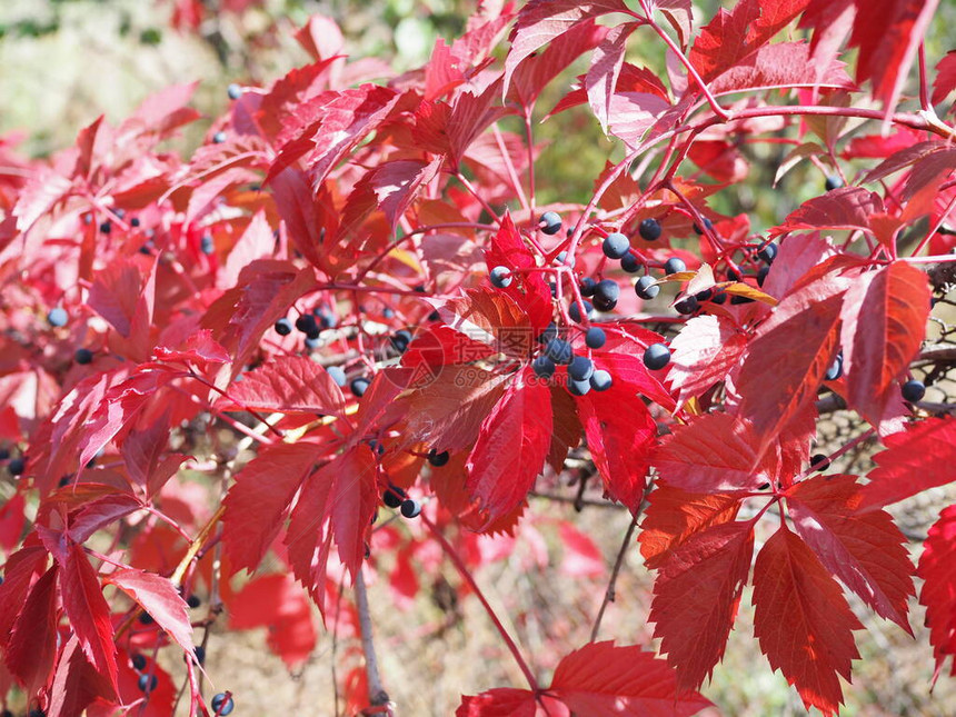 野生葡萄的红色秋叶秋天的叶子背景叶子在选择焦点美丽的模糊背景图片