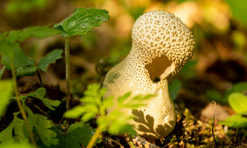 秋雨林的蘑菇雨衣在阳光图片
