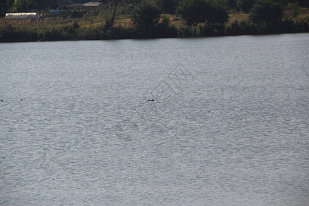 野鸭子在河里游泳背景图片