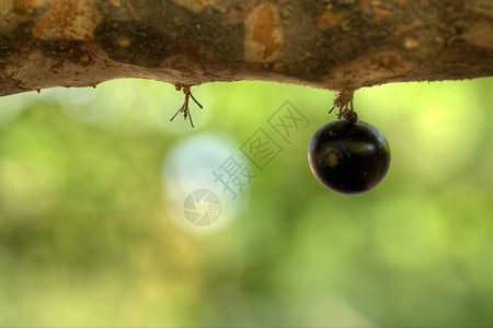 斯普利科树干上的单独jaboticaba水果背景