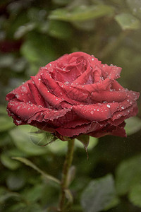 新开的红玫瑰花朵明亮花瓣秋园和图片