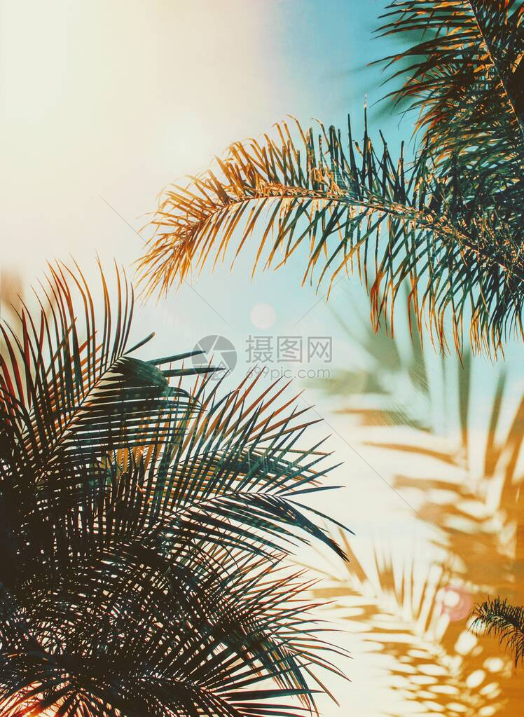 在前异国植物夏日夕阳的蓝色天空上的青蓝棕榈树叶上图片