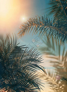 在前异国植物夏日夕阳的蓝色天空上的青蓝棕榈树叶上图片