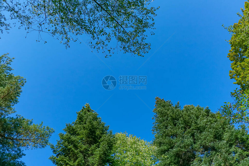 九月的蓝天映衬着绿树的顶端图片