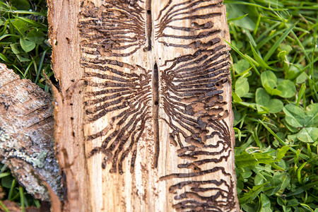 树皮甲虫出没的木树干从树皮中取出图片