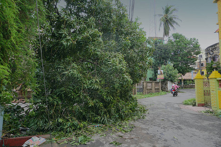 超级气旋Amphan连根拔除的树倒塌和堵塞了道路图片