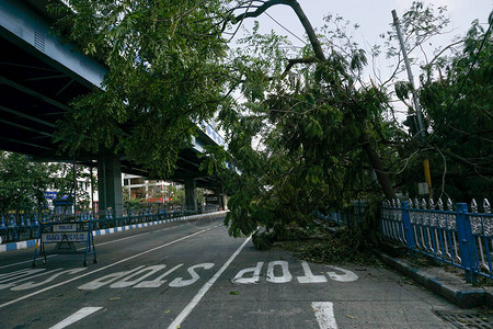 倒塌并堵塞道路破坏使许多树木倒在地上在AJCBo图片