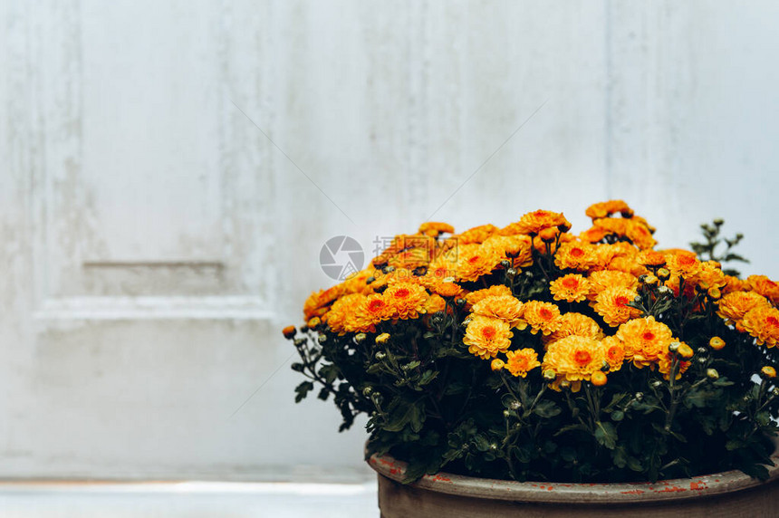 一束橙色菊花放在门图片