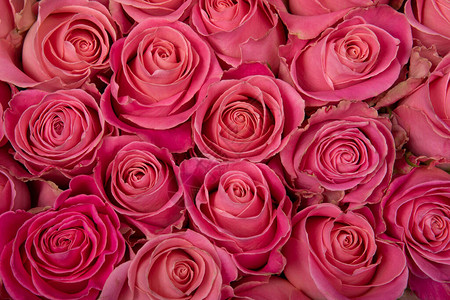 粉红色玫瑰的背景图片