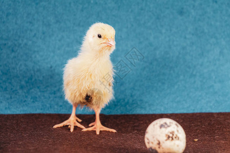 刚出生的黄鸡小鸡从蛋中孵化出来小鸡和家禽图片