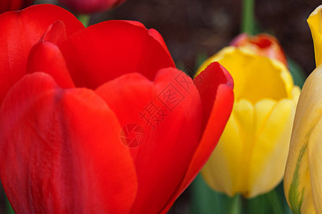 花园里红色和黄色郁金香的特写图片