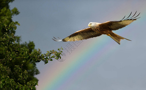 关闭一只红色风筝在飞行中反对彩虹英国图片