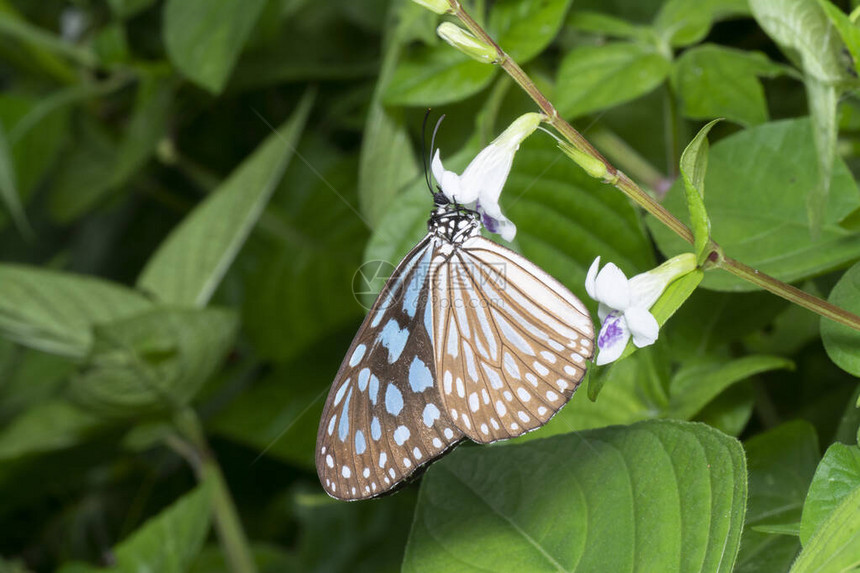 蓝色玻璃状虎蝶的近景图片