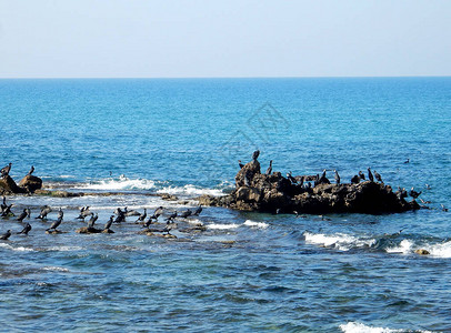 海洋岩石上的黑色海热温剂有选图片