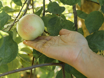女园丁拿着一个苹果在果园的树枝上成图片