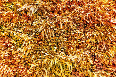 黄色秋叶植物背景图片