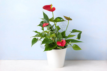 在白色桌子和蓝色背景上隔离的白色花盆中的室内植物红掌是心形花火烈鸟花或安祖花天南星科或阿鲁姆象征着热情好客图片