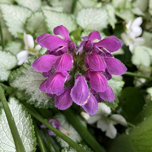 宏观照片自然植物紫罗兰夏花库存照片紫罗图片