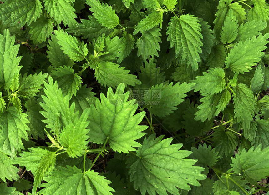 植物荨麻的宏观照片荨麻与蓬松的绿色叶子背景植物荨图片