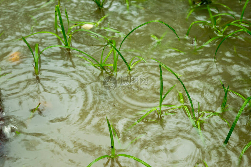 雨季落在水涝农业区发芽的绿草叶上大雨落在地上雨落音效美丽的雨季图片