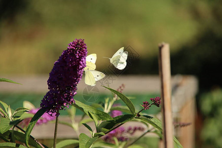 荷兰蝴蝶丛紫花上的白色小蝴蝶图片